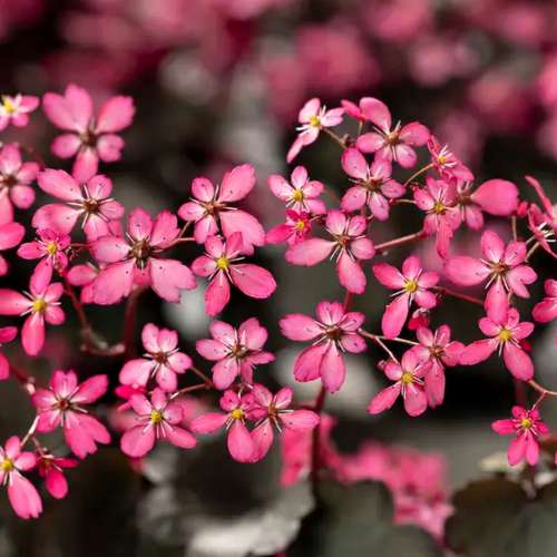 Skalnica zarzyczkolistna 'Toni'