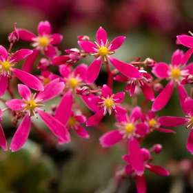 Skalnica zarzyczkolistna 'Twinkie'