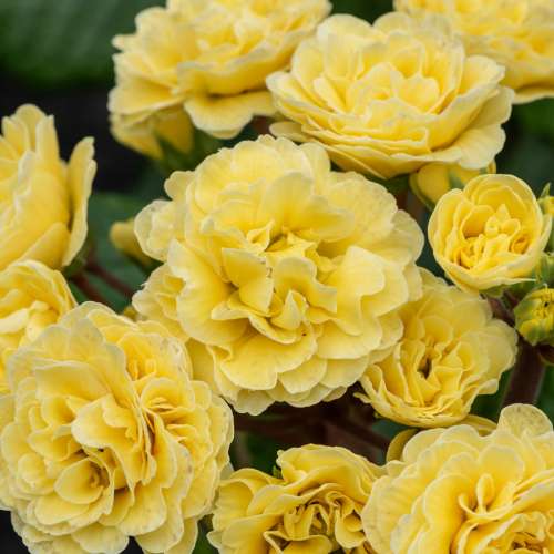 Pierwiosnek ogrodowy 'Pretty Polly Buttercream'