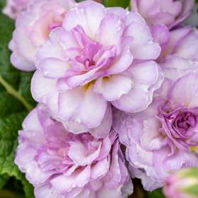 Pierwiosnek ogrodowy 'Pretty Polly Soft Pink'