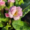 Pierwiosnek ogrodowy 'Pretty Polly Soft Pink'