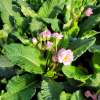 Pierwiosnek ogrodowy 'Pretty Polly Soft Pink'