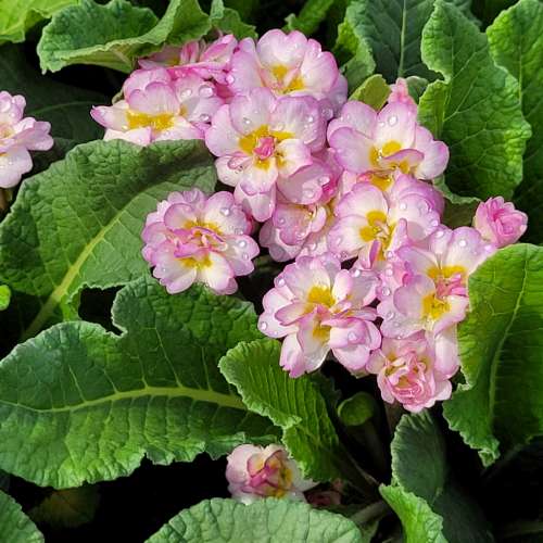 Pierwiosnek ogrodowy 'Pretty Polly Soft Pink'