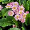 Pierwiosnek ogrodowy 'Pretty Polly Soft Pink'