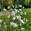 Firletka poszarpana 'Petite Henri'