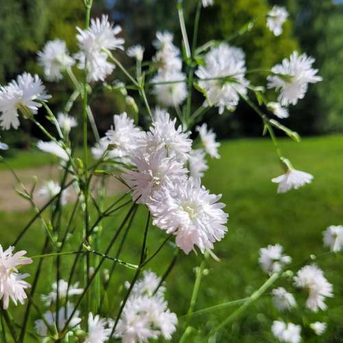 Firletka poszarpana 'Petite Henri'