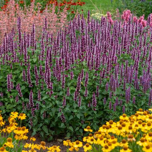 Kłosowiec 'Beelicious® Pink'