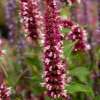 Kłosowiec 'Beelicious® Pink'