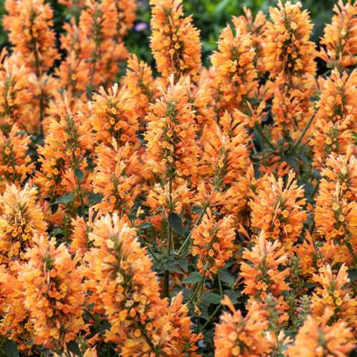 Kłosowiec 'Peach Pearl'