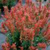 Kłosowiec 'Kudos Red'