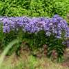 Floks wiechowaty 'Blue Dolphin'