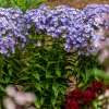 Floks wiechowaty 'Blue Dolphin'
