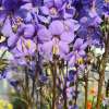 Wielosił jezoński 'Bressingham Purple'