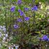 Wielosił jezoński 'Bressingham Purple'