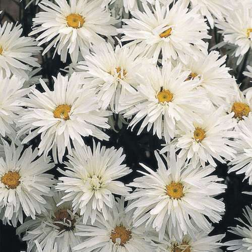 Złocień wielki 'Crazy Daisy'