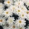 Złocień wielki 'Crazy Daisy'