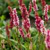 Rdest pokrewny 'Kabouter'