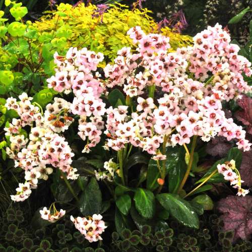 Bergenia 'Dragonfly™ Angel Kiss'