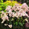 Bergenia 'Dragonfly™ Angel Kiss'