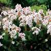 Bergenia 'Dragonfly™ Angel Kiss'