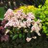 Bergenia 'Dragonfly™ Angel Kiss'