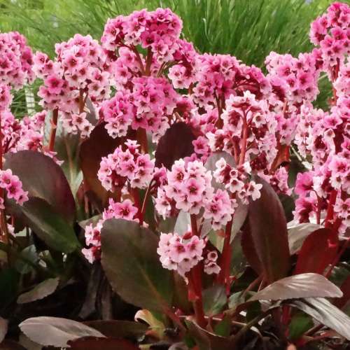 Bergenia 'Dragonfly™ Pink Dragonfly'