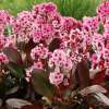 Bergenia 'Dragonfly™ Pink Dragonfly'
