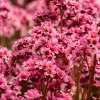 Bergenia 'Dragonfly™ Pink Dragonfly'