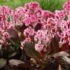 Bergenia 'Dragonfly™ Pink Dragonfly'