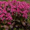 Bergenia 'Dragonfly™ Pink Dragonfly'