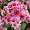 Bergenia 'Dragonfly™ Sakura'