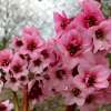 Bergenia 'Dragonfly™ Sakura'
