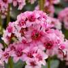 Bergenia 'Dragonfly™ Sakura'
