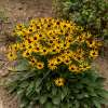 Rudbekia błyskotliwa 'Little Goldstar'