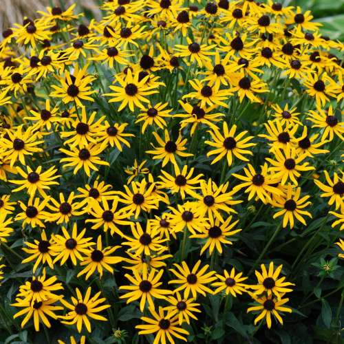 Rudbekia błyskotliwa 'Little Goldstar'