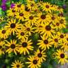 Rudbekia błyskotliwa 'Little Goldstar'