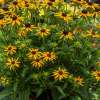 Rudbekia błyskotliwa 'Little Goldstar'