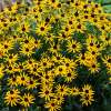 Rudbekia błyskotliwa 'Little Goldstar'