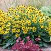 Rudbekia błyskotliwa 'Little Goldstar'