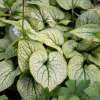 Brunnera wielkolistna 'Little Heart'