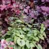 Brunnera wielkolistna 'Little Heart'