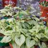 Brunnera wielkolistna 'Little Heart'