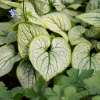 Brunnera wielkolistna 'Little Heart'