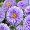 Aster nowobelgijski 'Marie Ballard'