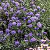 Aster nowobelgijski 'Marie Ballard'