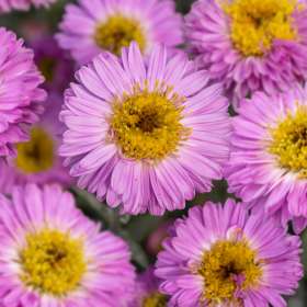 Aster nowobelgijski 'Sarah Ballard'