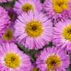 Aster nowobelgijski 'Sarah Ballard'