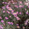 Aster nowobelgijski 'Sarah Ballard'