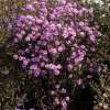 Aster nowobelgijski 'Sarah Ballard'