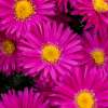 Aster nowobelgijski 'Neron'